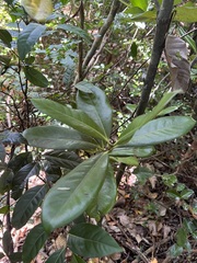 Ixora collina