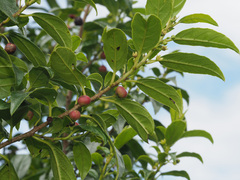 Rhamnus prinoides