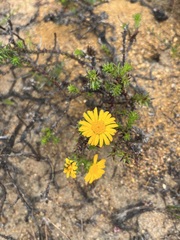Oedera capensis
