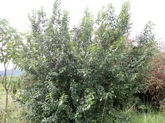 Rhamnus prinoides