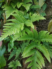 Tectaria devexa