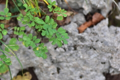 Hippocrepis emerus