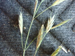 Bromus lithobius
