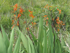 Crocosmia paniculata