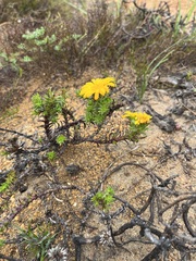 Oedera capensis