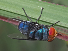 Chrysomya marginalis