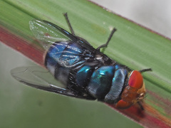 Chrysomya marginalis