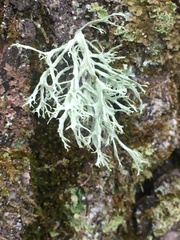 Ramalina farinacea