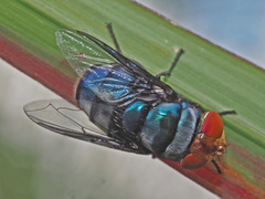 Chrysomya marginalis