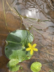 Nymphoides thunbergiana