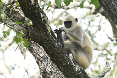 Semnopithecus hypoleucos