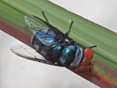 Chrysomya marginalis
