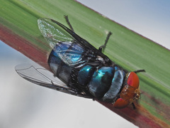 Chrysomya marginalis