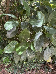 Alstonia balansae