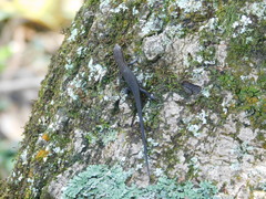 Eutropis rugifera