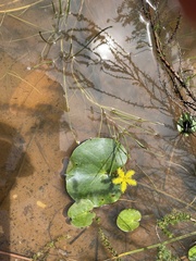 Nymphoides thunbergiana