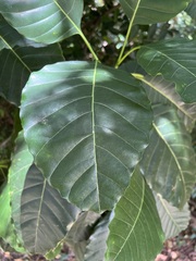 Alstonia balansae