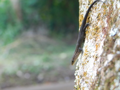 Eutropis rugifera
