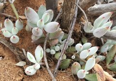 Cotyledon papillaris
