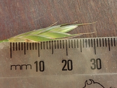 Bromus lithobius