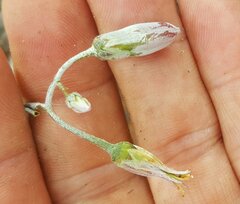 Cotyledon papillaris