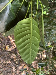 Alstonia balansae