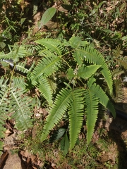 Dicranopteris linearis