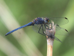 Trithemis furva