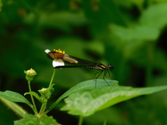 Heliocypha fenestrata
