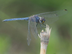 Trithemis furva