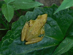 Chalcorana chalconota
