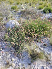 Leucospermum calligerum