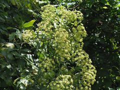 Heteromorpha arborescens abyssinica