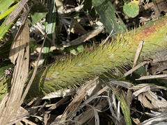 Calamus formosanus