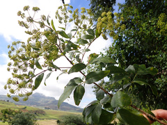 Heteromorpha arborescens abyssinica
