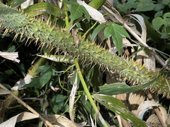 Calamus formosanus