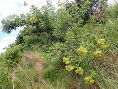Heteromorpha arborescens abyssinica