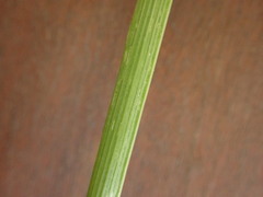 Bromus lithobius