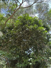 Lepidocupania arcuata