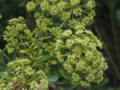 Heteromorpha arborescens abyssinica