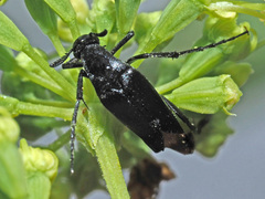 Ripiphoridae