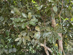 Lepidocupania arcuata