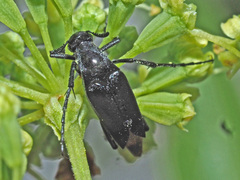 Ripiphoridae