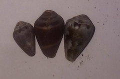 Conus ventricosus