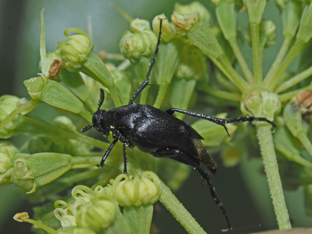 Macrosiagon inferna