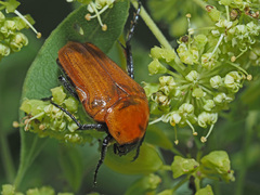 Leucocelis rubra
