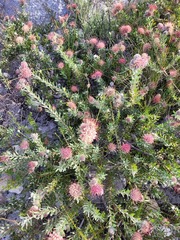 Leucospermum calligerum