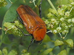 Leucocelis rubra