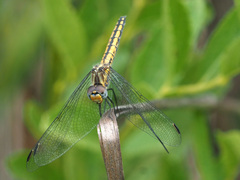 Trithemis furva