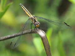 Trithemis furva